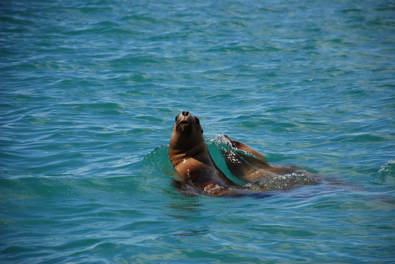 Cotton Carrier & Marine Mammal and Protected Species Mitigation Specialists