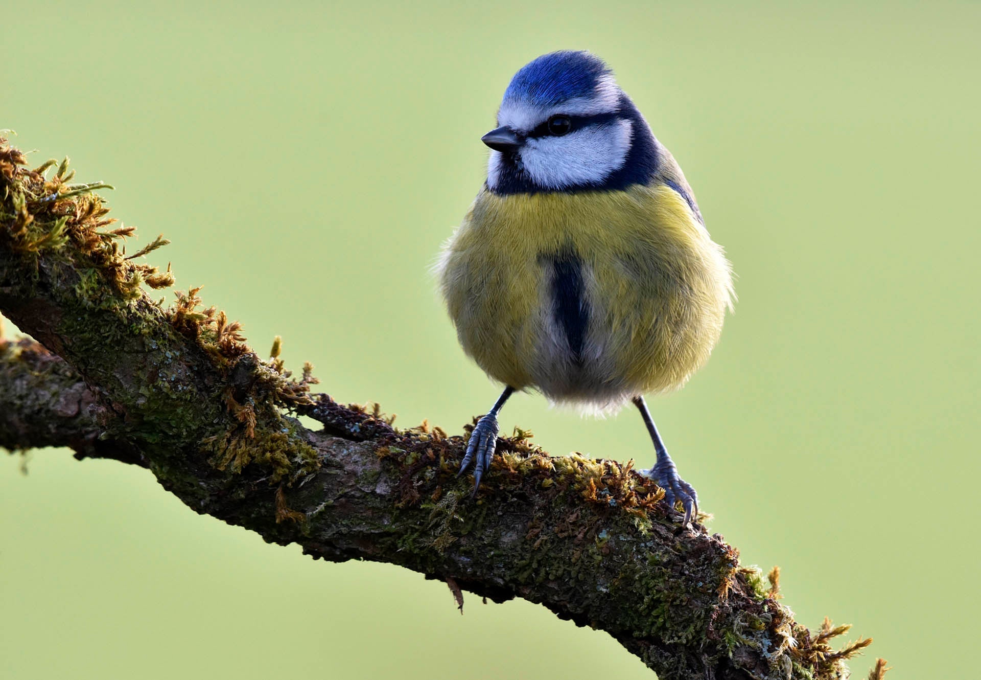 WildRead Blog: Mejora tu fotografía de la naturaleza