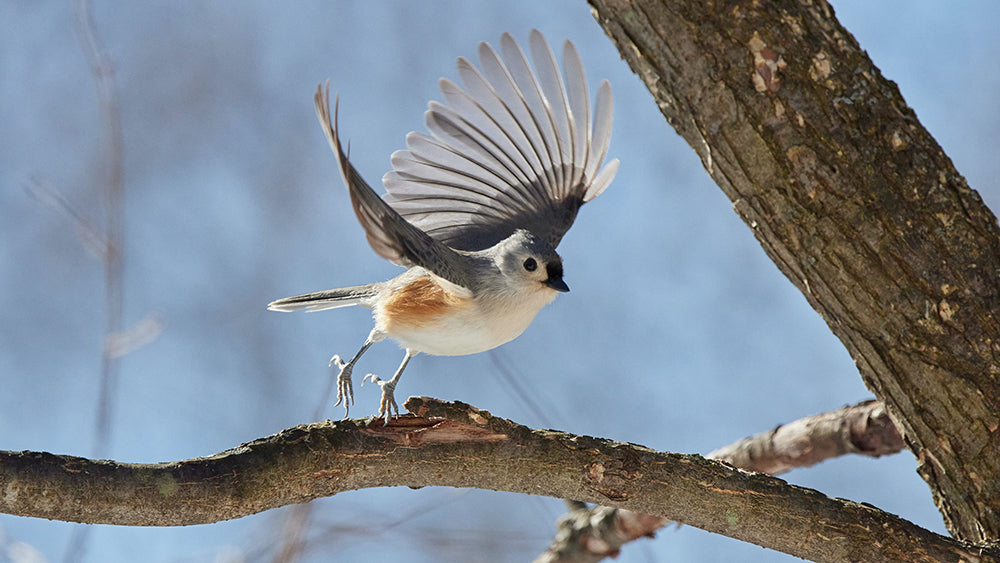 ¿Cuál es la mejor configuración para fotografiar aves?