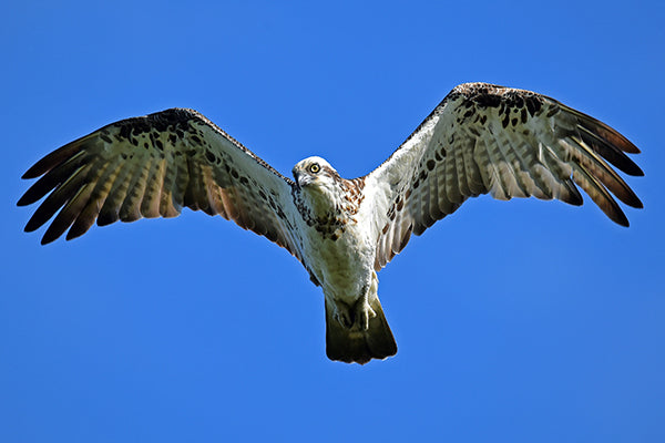 Des oiseaux migrateurs et nicheurs époustouflants à capturer