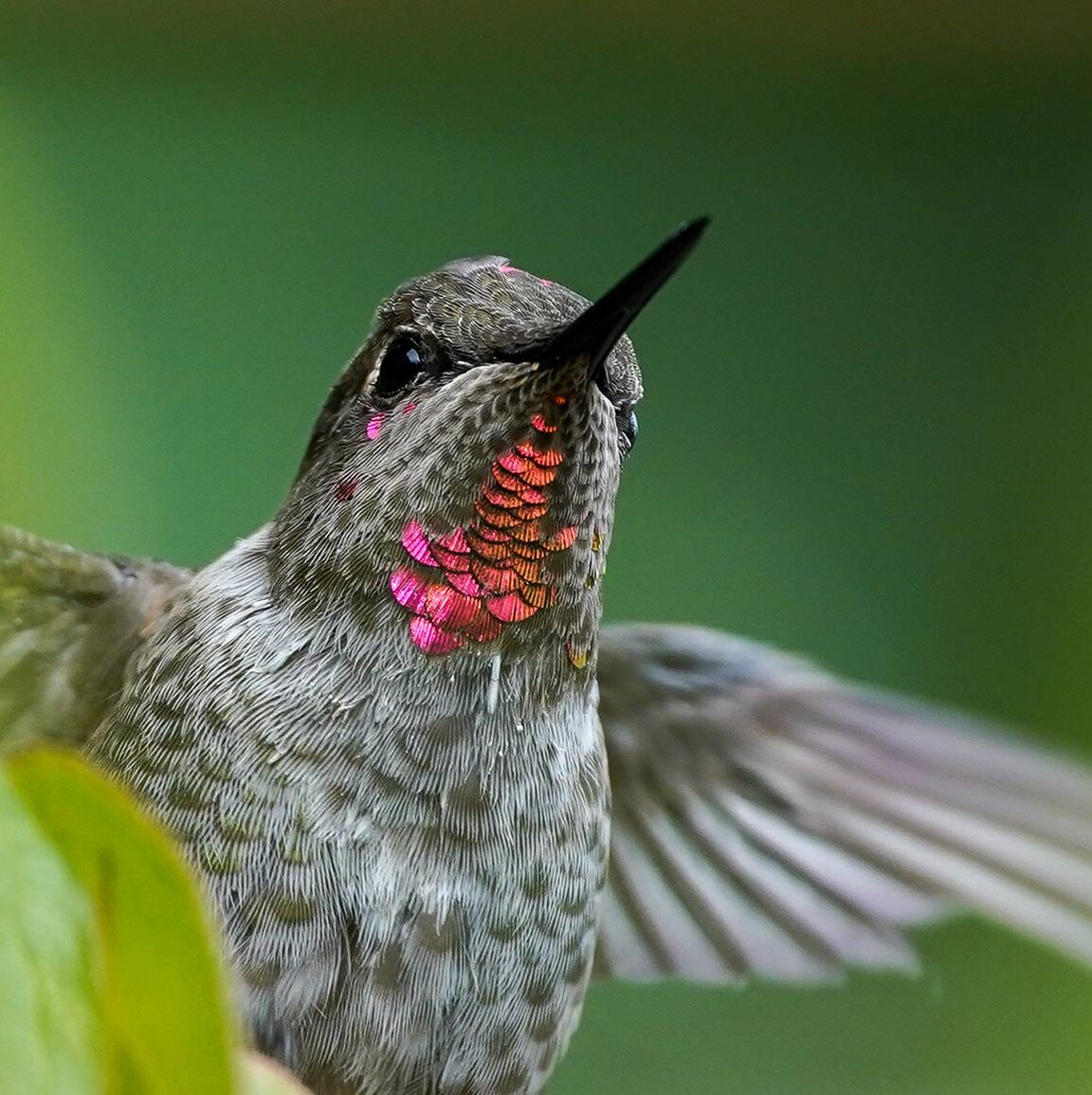 BLOG HERVATTING: Help ons KELÁ_EKE ijsvogelbos op S,DÁYES (Pender Island) veilig te stellen